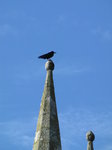 SX02380 Rook [Corvus Frugilegus] on church spire.jpg